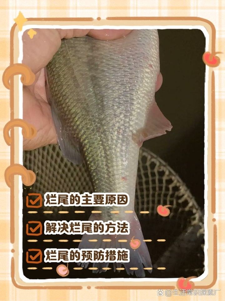 如何預防四角龍魚爛尾？（四角龍魚爛尾原因及治療方法詳解松露巧克力電豹員）
