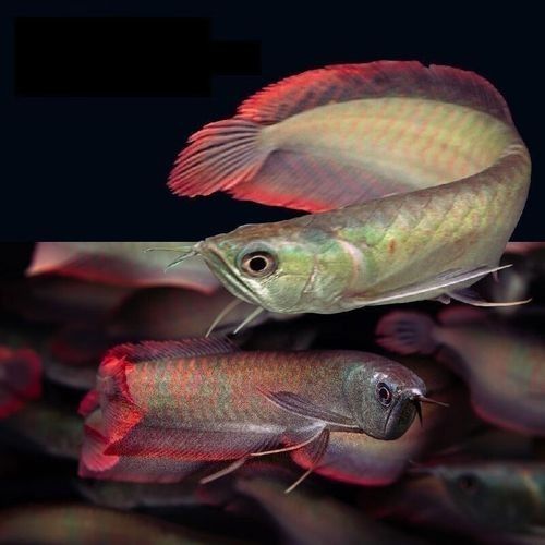 給我更多七彩龍魚圖片（關(guān)于七彩龍魚的一些小知識）