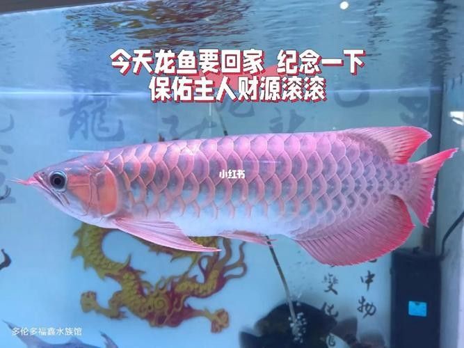 給我更多七彩龍魚圖片（關(guān)于七彩龍魚的一些小知識）