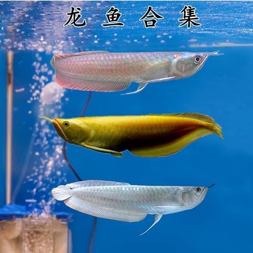 給我更多七彩龍魚圖片（關(guān)于七彩龍魚的一些小知識）