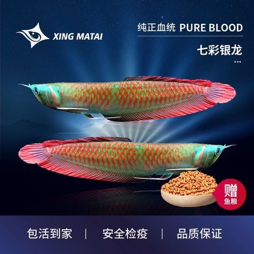 給我更多七彩龍魚圖片（關(guān)于七彩龍魚的一些小知識）