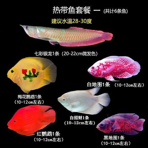 給我更多七彩龍魚圖片（關(guān)于七彩龍魚的一些小知識）