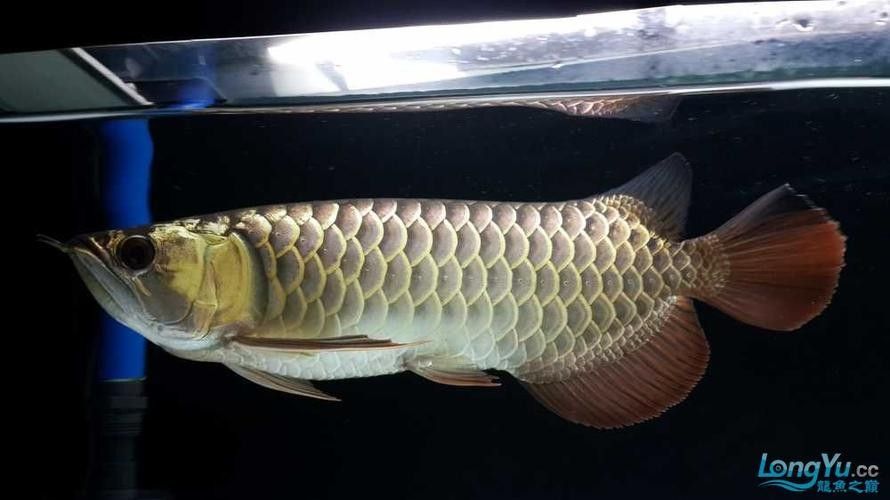 給我更多七彩龍魚圖片（關(guān)于七彩龍魚的一些小知識）