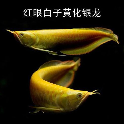 給我更多七彩龍魚圖片（關(guān)于七彩龍魚的一些小知識）