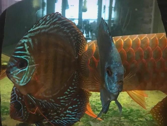 給我更多七彩龍魚圖片（關(guān)于七彩龍魚的一些小知識）