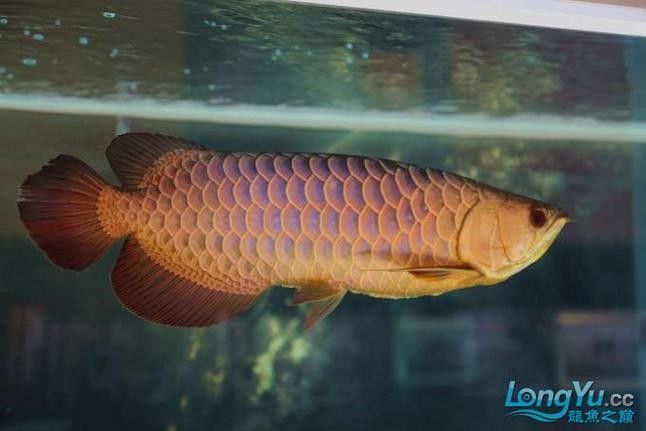 給我更多七彩龍魚圖片（關(guān)于七彩龍魚的一些小知識）