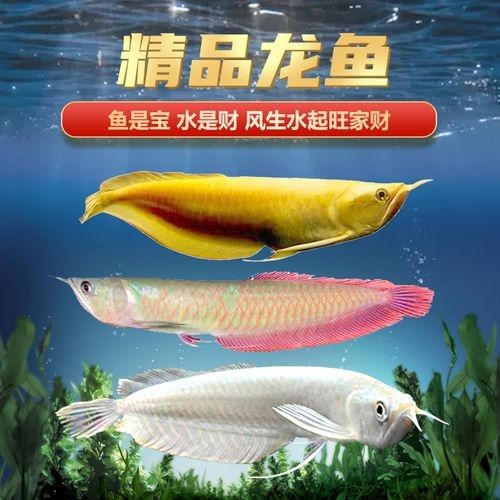 給我更多七彩龍魚圖片（關(guān)于七彩龍魚的一些小知識）