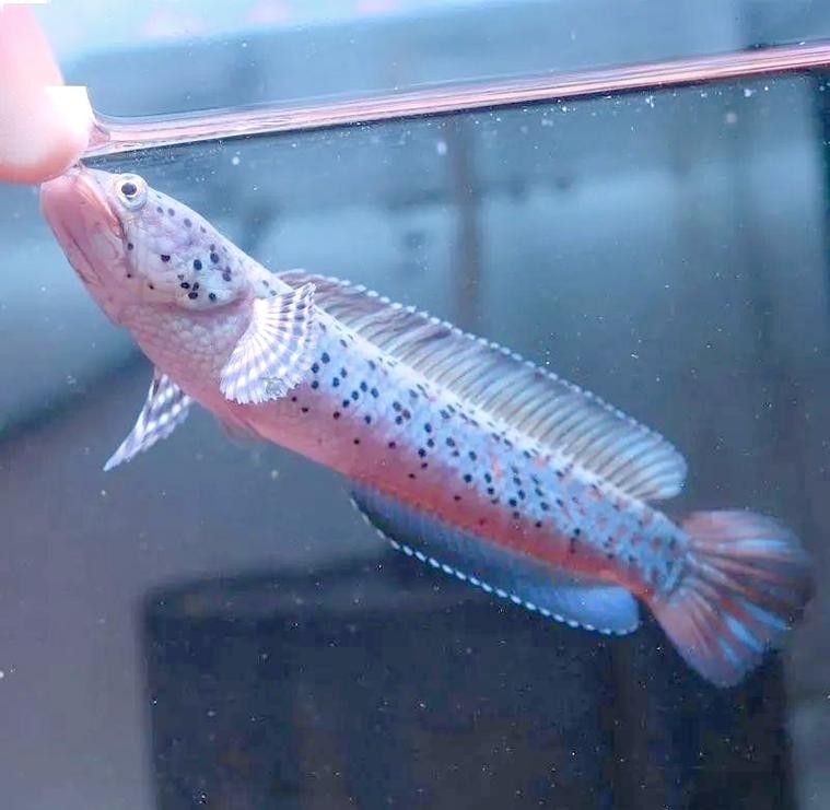 給我更多七彩龍魚圖片（關(guān)于七彩龍魚的一些小知識）