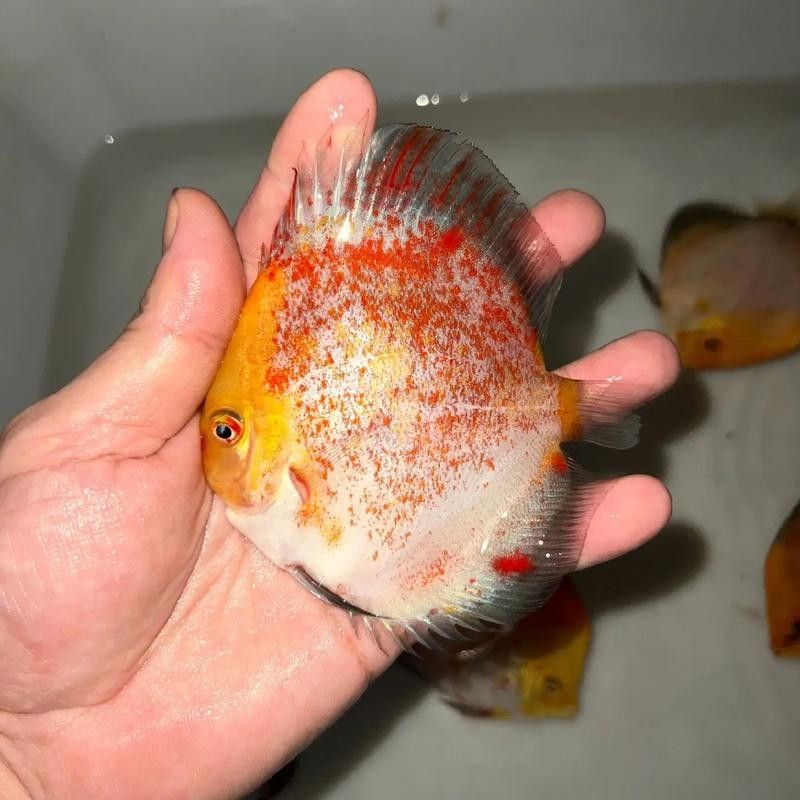 給我更多七彩龍魚圖片（關(guān)于七彩龍魚的一些小知識）
