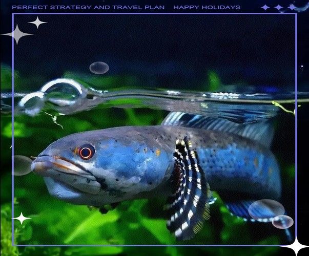 給我更多七彩龍魚圖片（關(guān)于七彩龍魚的一些小知識）