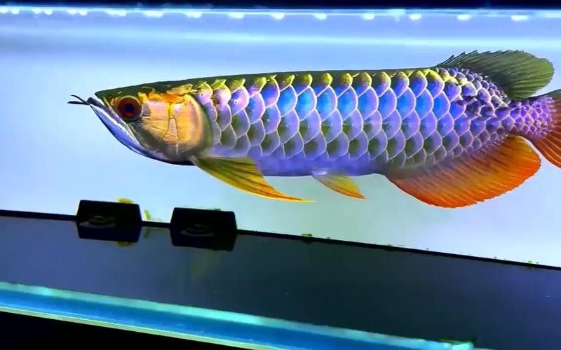 給我更多七彩龍魚圖片（關(guān)于七彩龍魚的一些小知識）