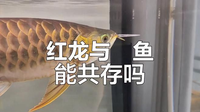 紅帝王雷龍魚可以和其他魚混養嗎（帝王雷龍魚可以與其他魚類混養嗎）