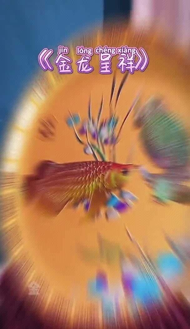 金龍魚禮物有哪些特效（金龍魚禮物是一種具有特殊效果的禮品，為收禮人帶來好運和幸福） 金龍魚禮物有哪些特效（金龍魚禮物是一種具有特殊效果的禮品，為收禮人帶來好運和幸福） 龍魚百科 第10張