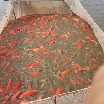 開封龍魚批發價格如何（開封龍魚批發價格大揭秘）