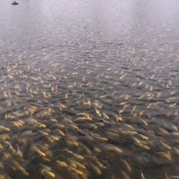 開封龍魚批發價格如何（開封龍魚批發價格大揭秘）