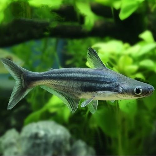 龍魚和藍鯊的最佳混養比例是多少（魚和藍鯊的混養比例取決于多種因素，龍魚和藍鯊的混養比例）