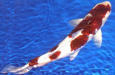 觀賞魚之家論壇cn（海友網cmf海水觀賞魚品種圖鑒珊瑚品種圖鑒）