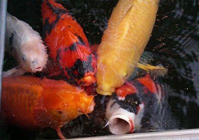 觀賞魚之家論壇cn（海友網cmf海水觀賞魚品種圖鑒珊瑚品種圖鑒）