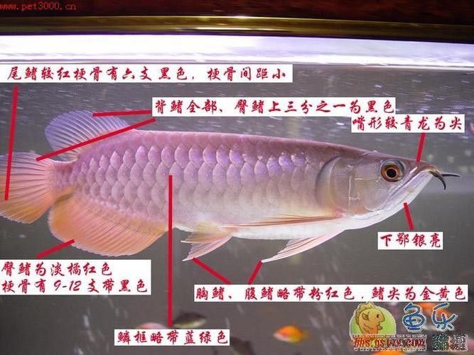 給我一張高清的龍魚等級(jí)區(qū)分圖（高清的龍魚等級(jí)區(qū)分圖）
