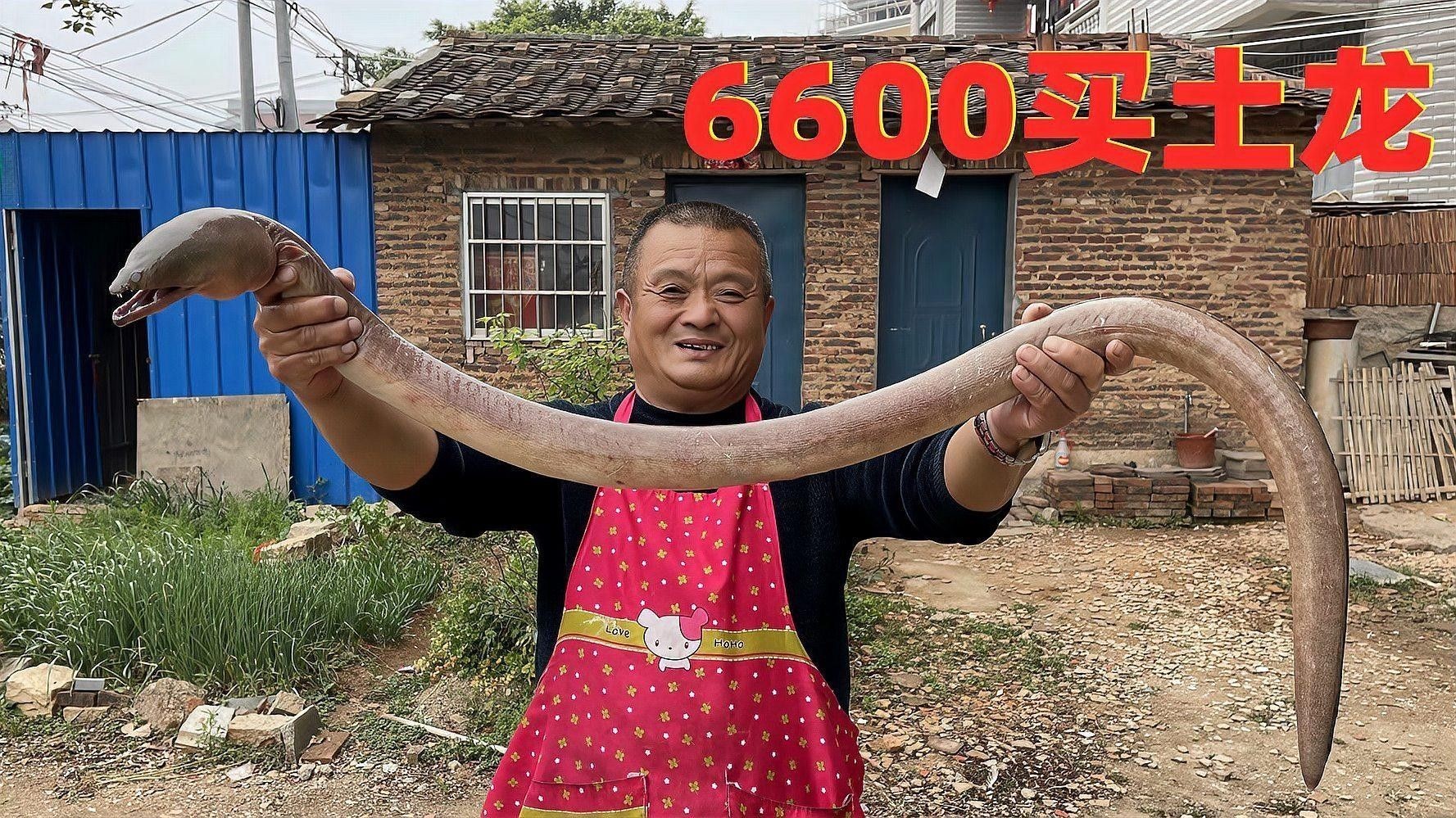 土龍魚的市場需求如何？（廈門土龍魚一斤多少錢一斤多少錢一斤多少錢一斤影兒）
