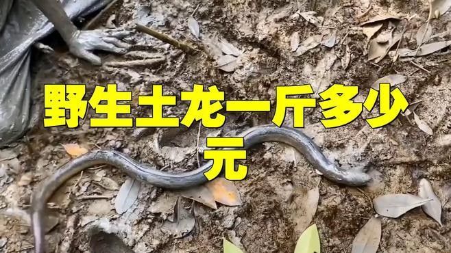 土龍魚的市場需求如何？（廈門土龍魚一斤多少錢一斤多少錢一斤多少錢一斤影兒）