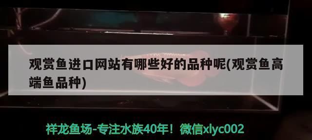 觀賞魚進口網站有哪些好的品種呢(觀賞魚高端魚品種)（觀賞魚進口網站有哪些品種觀賞魚品種大全及圖片和名字）