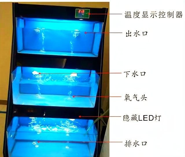 食人魚和龍魚混養需要哪些特殊設備（食人魚和龍魚混養需要多久適應食人魚和龍魚混養需要多久）