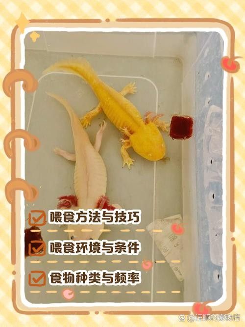 恐龍魚有哪些飼養注意事項（恐龍魚飼養注意事項）