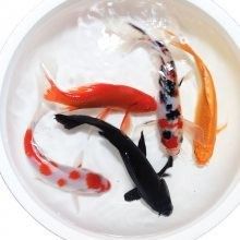 汕頭龍魚批發市場的營業時間是 汕頭龍魚批發市場的營業時間是 龍魚百科