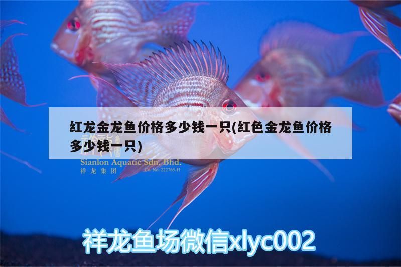 蝴蝶鯉能與龍魚混養嗎圖片大全（蝴蝶龍鯉可不可以跟金魚一起養）（蝴蝶鯉能與金魚混養嗎）