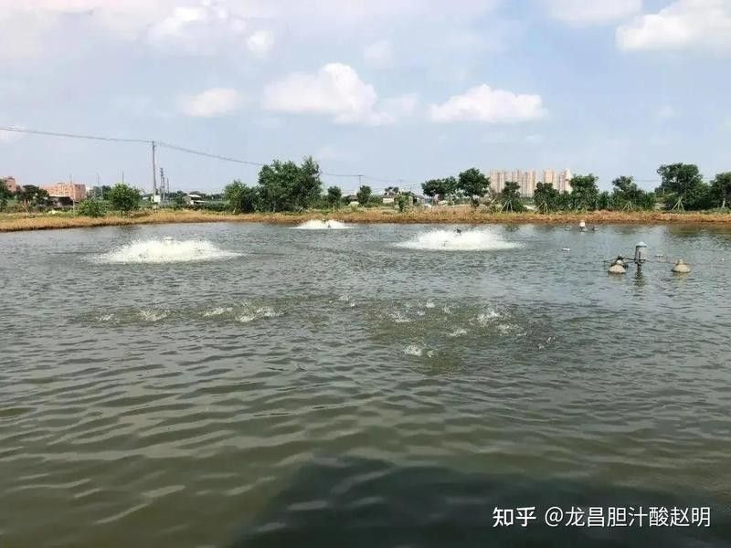 如何預防杜龍魚感染寄生蟲？（—中科貝隆-中科貝隆魚血精準診療助力水產養殖）