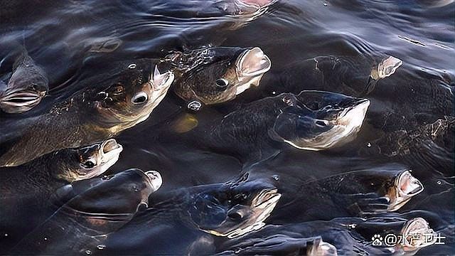如何預防杜龍魚感染寄生蟲？（—中科貝隆-中科貝隆魚血精準診療助力水產養殖）