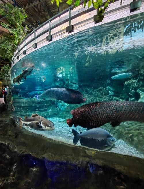 秭歸哪個水族館龍魚好？祥龍魚場龍魚