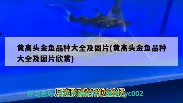 黃高頭金魚品種大全及圖片(黃高頭金魚品種大全及圖片欣賞)（黃高頭金魚品種大全） 黃高頭金魚品種大全及圖片(黃高頭金魚品種大全及圖片欣賞)（黃高頭金魚品種大全） 觀賞魚百科