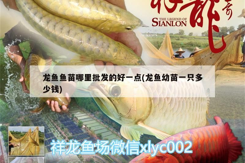 龍魚魚苗哪里批發的好一點(龍魚幼苗一只多少錢)（龍魚幼苗一只多少錢、龍魚幼苗一只多少錢、龍魚魚苗哪里批發好）