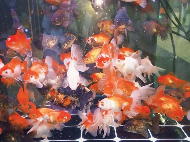 哪種金魚最適合新手混養？