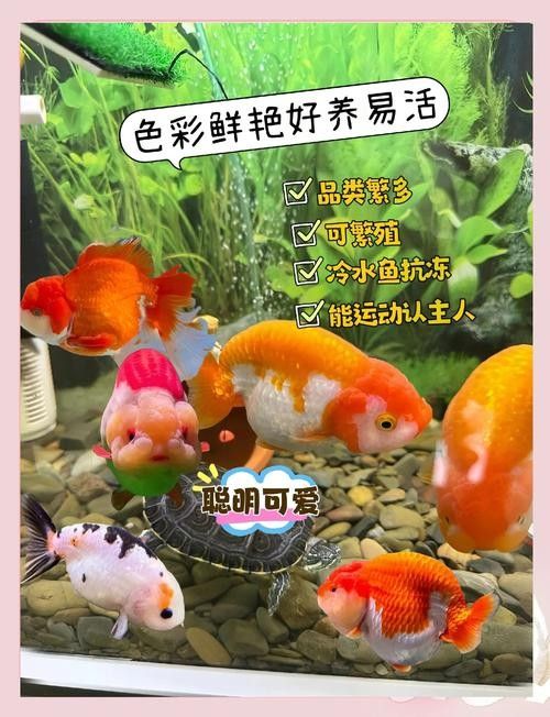 哪種金魚最適合新手混養？