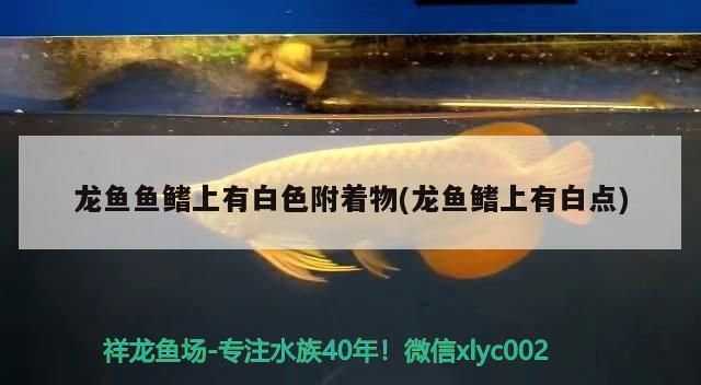 龍魚魚鰭上有白色附著物(龍魚鰭上有白點)（龍魚魚鰭上有白色附著物怎么辦）