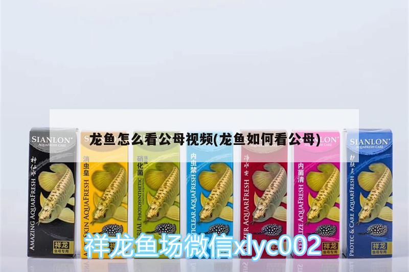 龍魚怎么看公母視頻(龍魚如何看公母)（祥龍魚怎么分公母看*******）