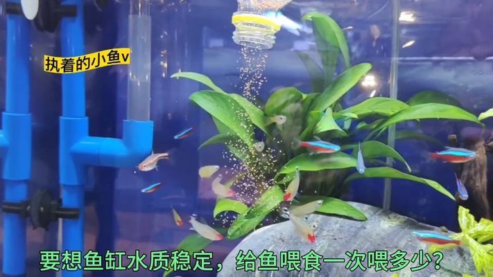 藍色熱帶魚叫什么(藍色熱帶魚叫什么名字好聽)（藍色熱帶魚叫什么）