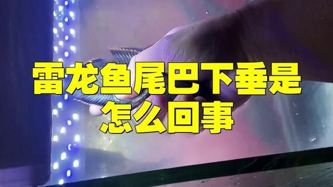 龍魚魚尾下垂能恢復嗎（龍魚魚尾下垂會自愈嗎？）