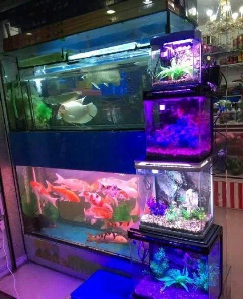 唐山哪有水族用品店:唐山閩江水族箱專賣在什么地方（唐山哪里有水族用品店，唐山閩江水族箱在哪里專門銷售？）