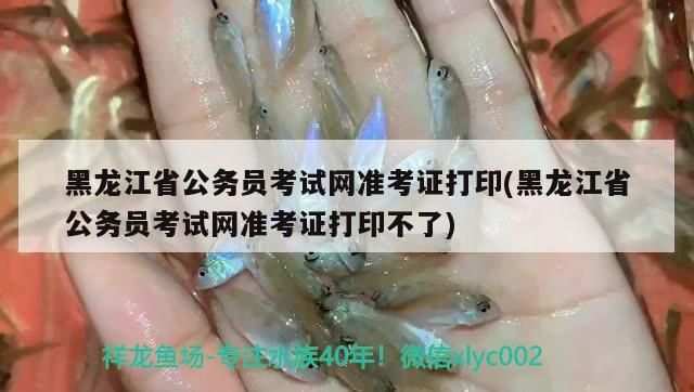 黑龍江省公務員考試網準考證打印(黑龍江省公務員考試網準考證打印不了)（黑龍江省公務員考試網準考證打印準考證打印地址是哪個）