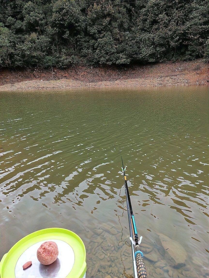 金龍魚餌的價格范圍是多少（金龍魚餌價格因品牌、規格和購買地點的不同而有所差異）