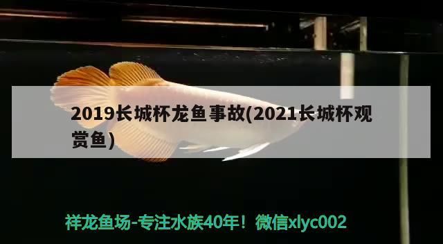 2019長(zhǎng)城杯龍魚事故(2021長(zhǎng)城杯觀賞魚)（2019長(zhǎng)城杯龍魚事故）