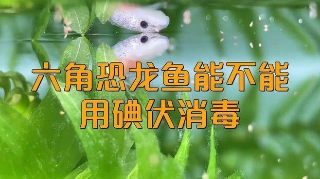 如何給六角恐龍魚消毒活餌（給六角恐龍魚消毒活餌的6個飼養(yǎng)技巧）