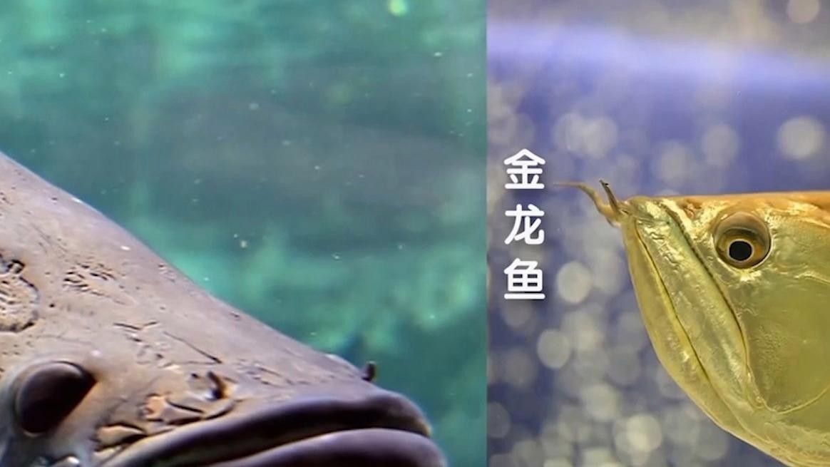 如何區分巨骨舌魚和金龍魚（巨骨舌魚和金龍魚有什么區別？）