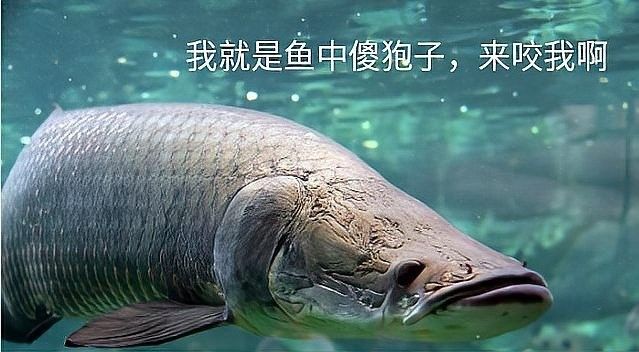 如何區分巨骨舌魚和金龍魚（巨骨舌魚和金龍魚有什么區別？）