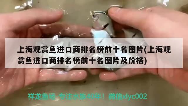 上海觀賞魚進口商排名榜前十名圖片(上海觀賞魚進口商排名榜前十名圖片及價格)（上海觀賞魚批發市場進貨渠道）