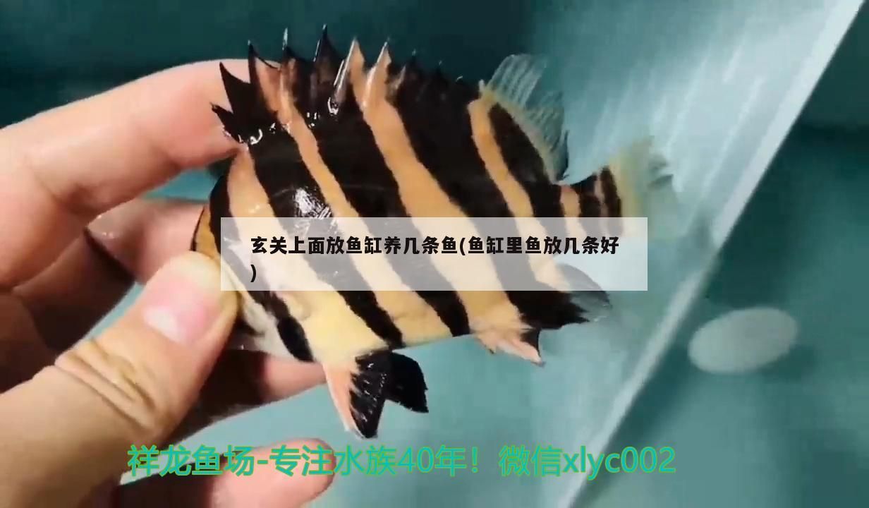 玄關上面放魚缸養幾條魚(魚缸里魚放幾條好)（家里養幾條魚最招財風水）
